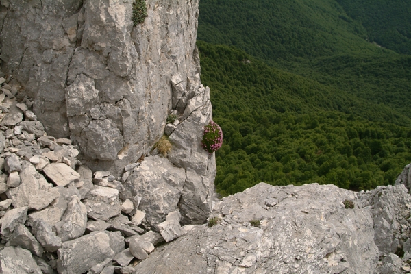 Silene acaulis / Silene a cuscinetto